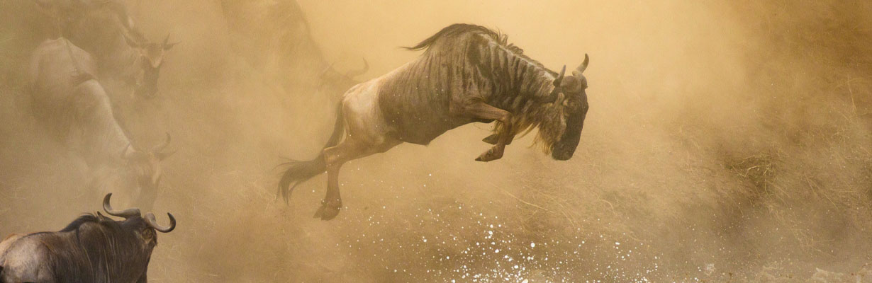 1230x400 of a wildebeests are crossing Mara river. Great Migration. Kenya. Tanzania. Maasai Mara National Park.