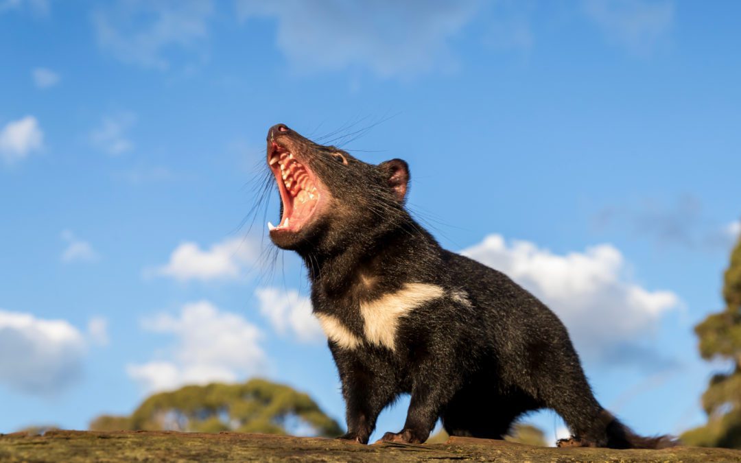 Tasmanian Devils set paw on mainland Australia after 3,000 years