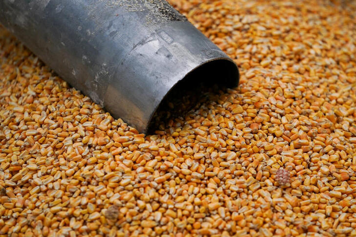 FILE PHOTO: Corn pictured on a farm in Roachdale, Indiana, U.S. October 29, 2019. Picture taken October 29, 2019. REUTERS/Bryan Woolston/File Photo
