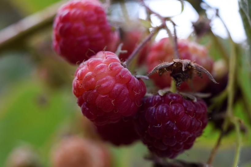 Chilean raspberries