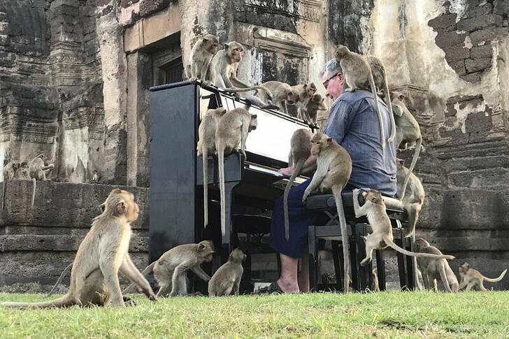 British musician Paul Barton plays the piano for monkeys that occupy abandoned historical areas in Lopburi, Thailand November 21 2020. Picture taken November 21, 2020. REUTERS/Prapan Chankaew     TPX IMAGES OF THE DAY