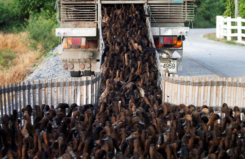 Ducks are loaded onto a truck as they go into rice paddy fields to clear up weeds and pests, such as snails and bugs, after harvesting season in Nakhon Pathom, Thailand September 12, 2020. Picture taken September 12, 2020. REUTERS/Soe Zeya Tun