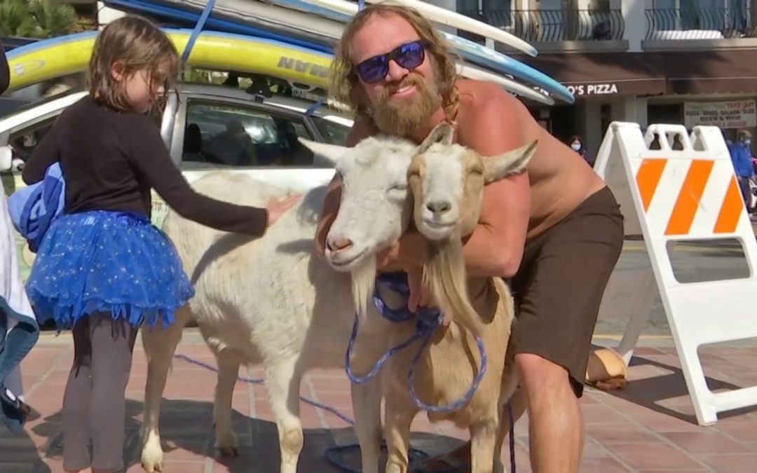 Meet “The Goatfather”: the California surfer riding waves with his pet goat