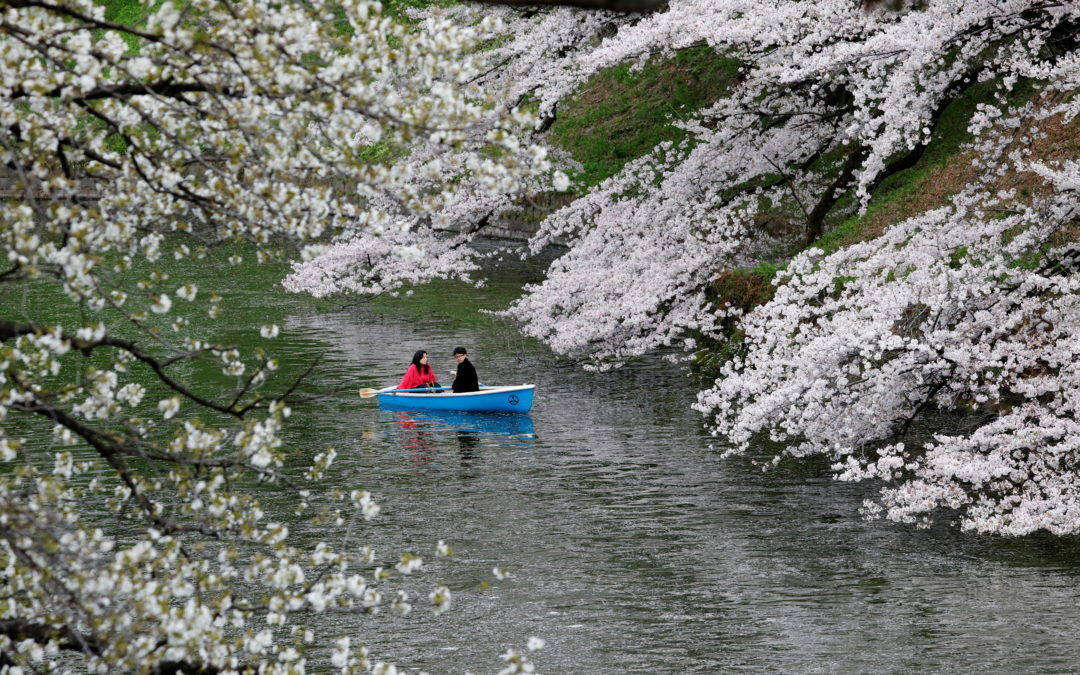 Spring in blossom around the world