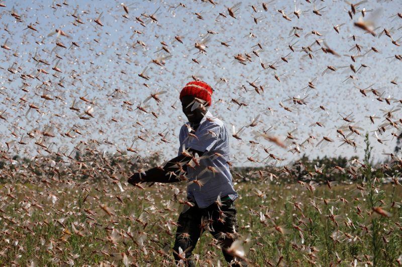 A man tries to chase away a swarm of desert locusts away from a farm, near the town of Rumuruti, Kenya, February 1, 2021. REUTERS/Baz Ratner TPX IMAGES OF THE DAY SEARCH 