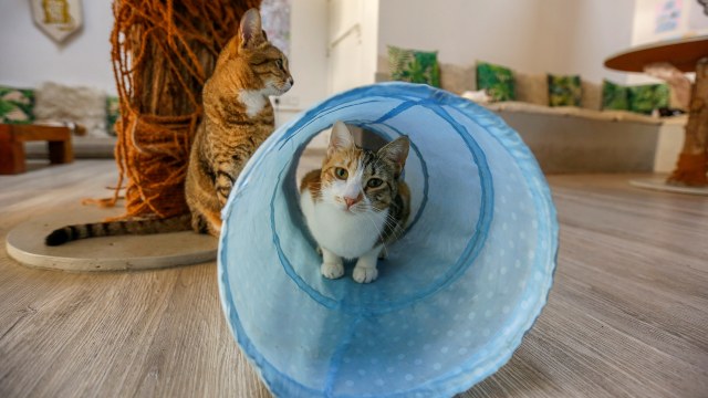 Cat Cafe offers therapy to human and adoption to cats in Dubai