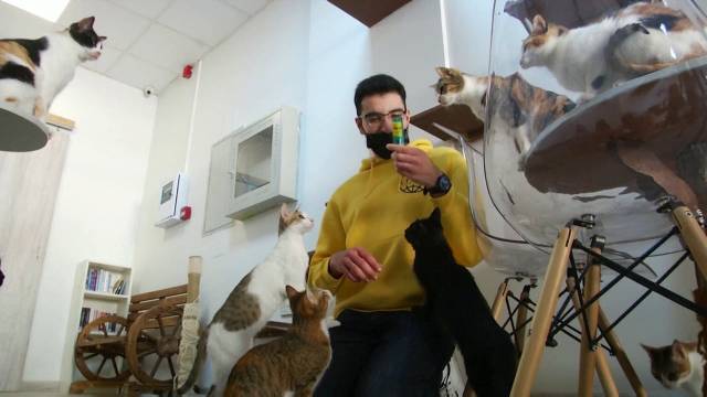 Dubai cat cafe hopes rescues will find purr-fect new homes