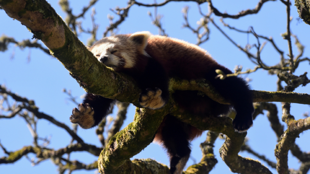 Manor Wildlife Park reopens its doors, in Tenby