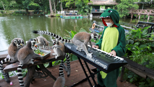 A girl plays keyboard for animals in a zoo, in Chonburi