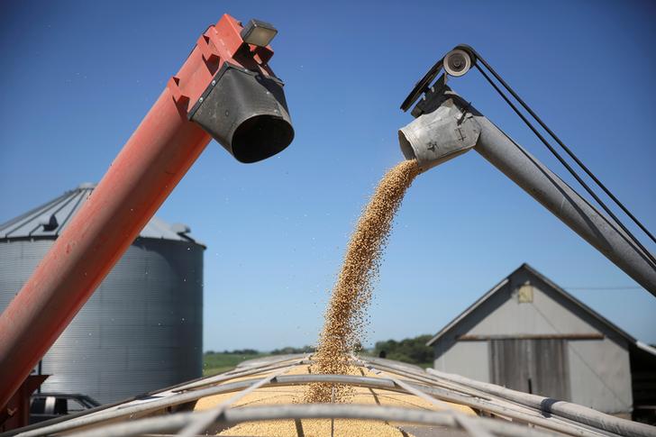 A trailer is filled with soybeans at a farm in Buda, Illinois, U.S., July 6, 2018.  REUTERS/Daniel Acker