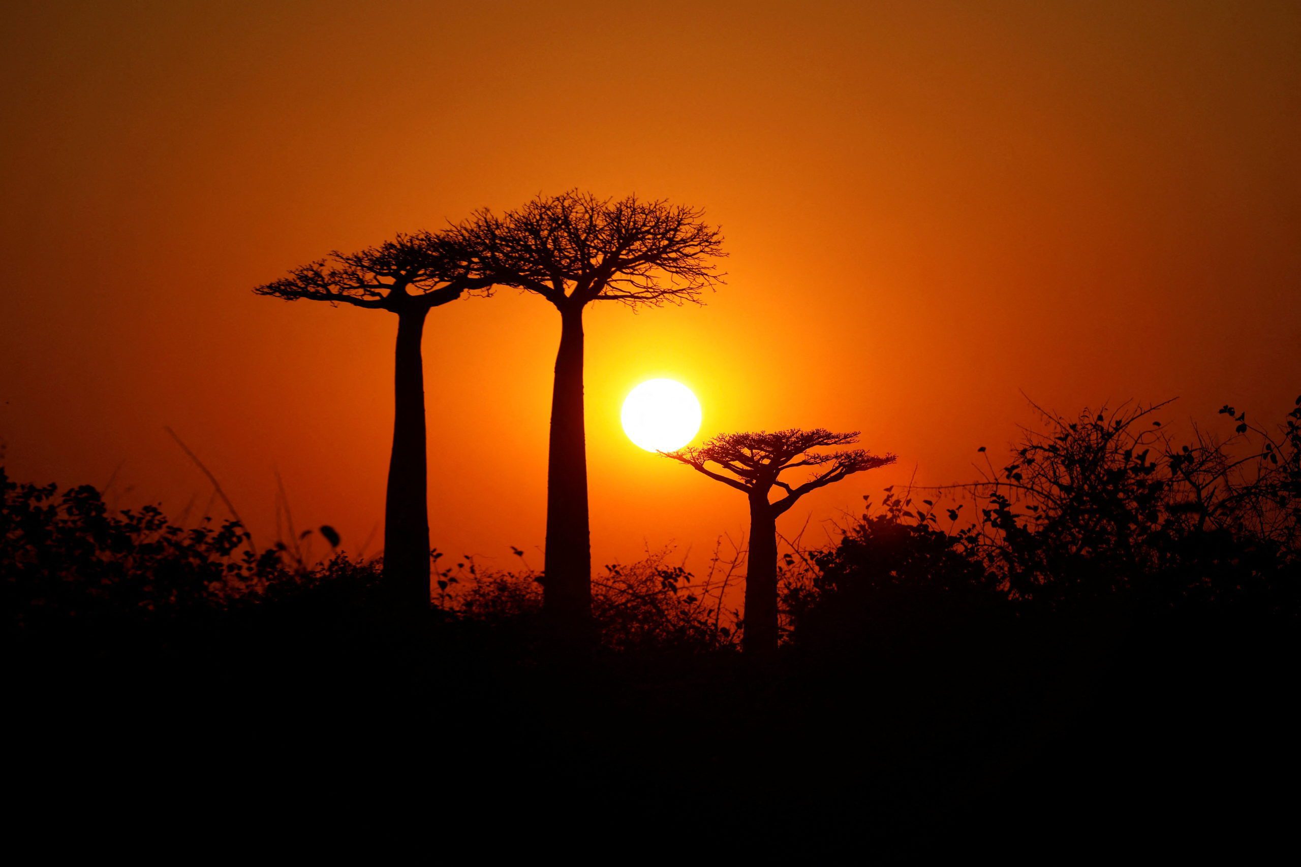 FILE PHOTO: The sun rises behind Baobab trees at Baobab alley near the city of Morondava, Madagascar, August 30, 2019. REUTERS/Baz Ratner