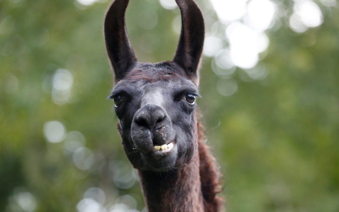 A llama called Winter, whose antibodies were used in the hunt for a treatment for COVID-19