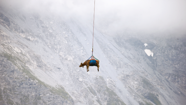 Cows are transported by helicopter near the Klausenpass