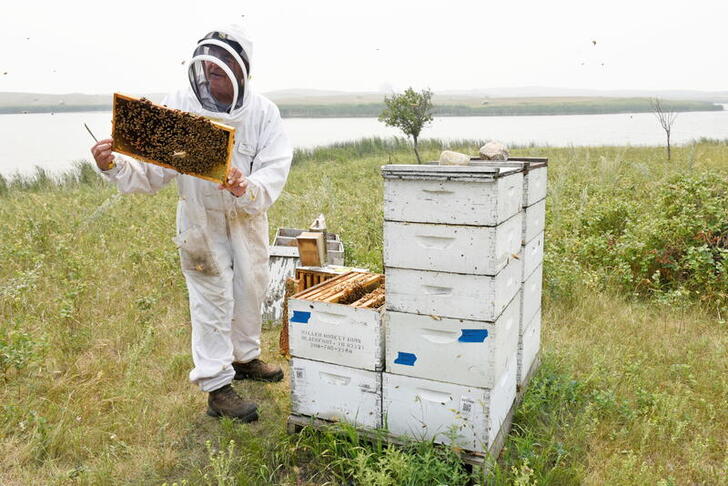 John Miller, owner of Miller Honey Farms, inspects one of his bee colonies in Gackle, North Dakota, U.S. July 30, 2021.  Drought-weakened bee colonies are producing a small honey crop in North Dakota, a major U.S. honey producer. Picture taken July 30, 2021.   REUTERS/Dan Koeck
