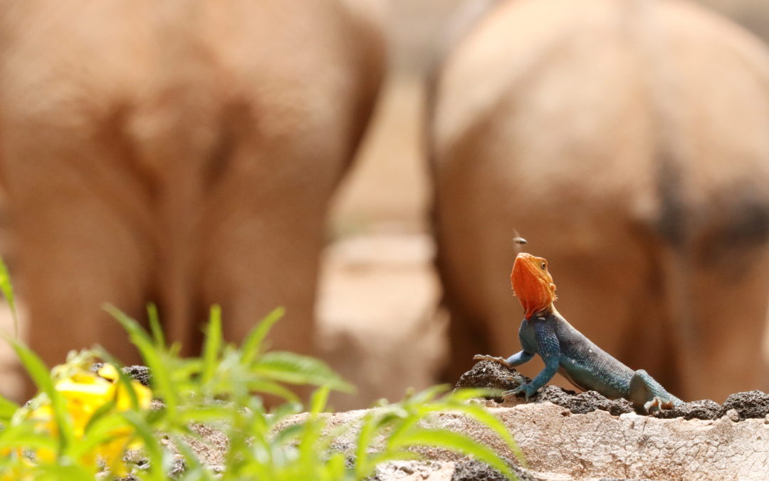 A monitor lizard catches an insect at Ngulia Safari Lodge in Tsavo West National Park