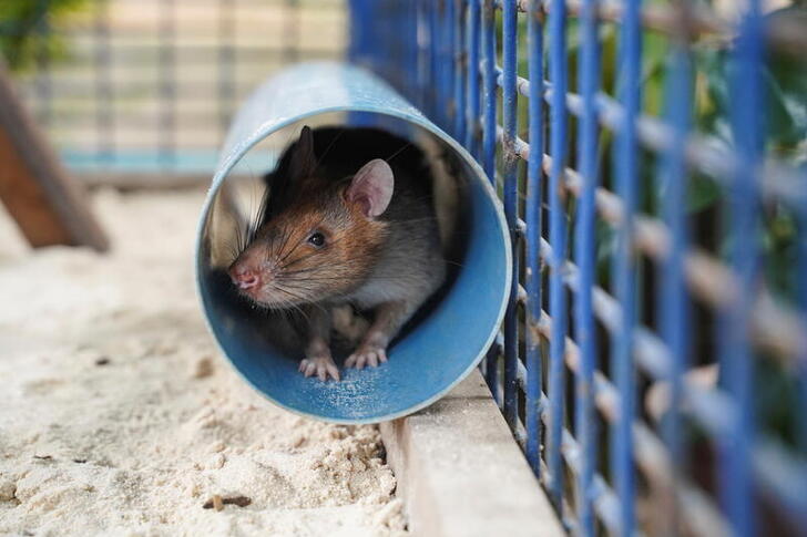 Magawa, the recently retired mine detection rat, is seen in its cage at the APOPO Visitor Center in Siem Reap, Cambodia, June 10, 2021. Picture taken June 10, 2021. REUTERS/Cindy Liu