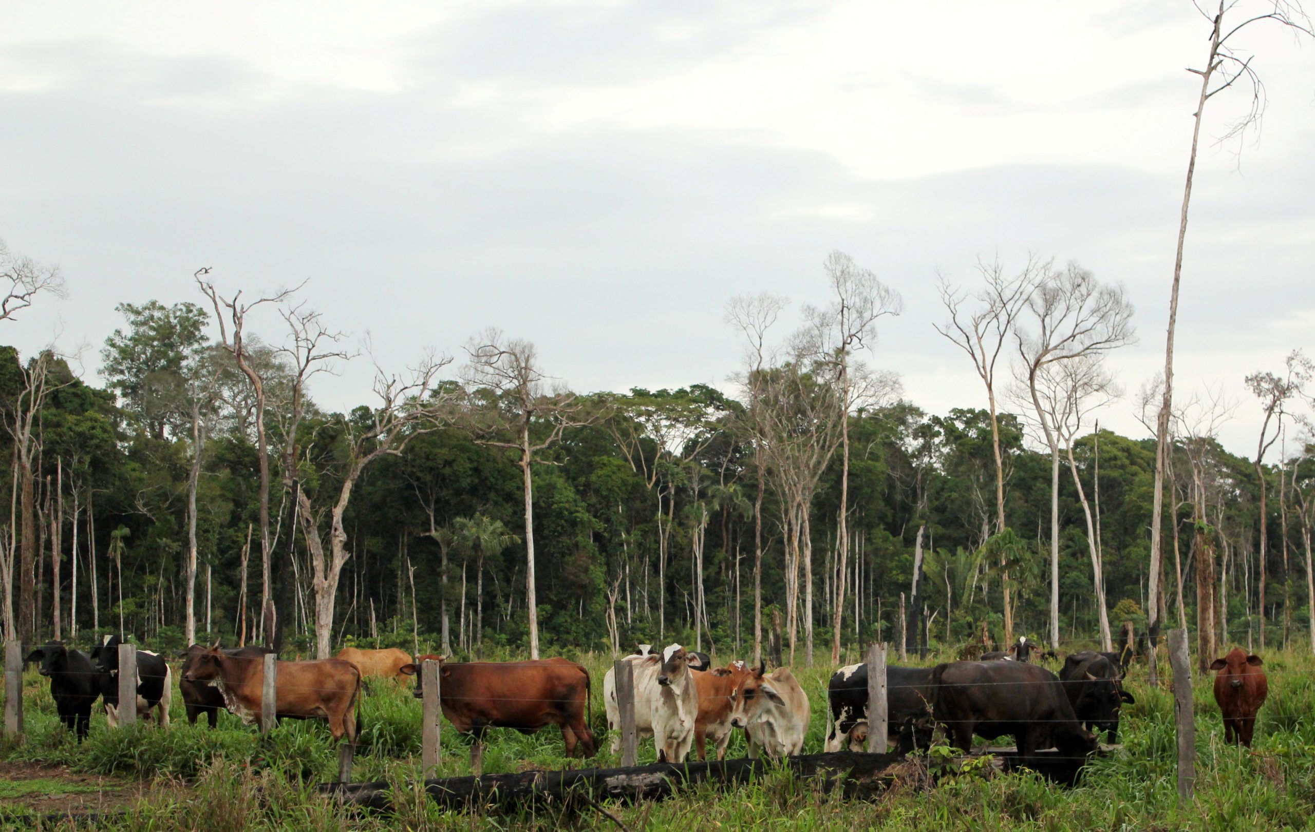 Cows graze in a deforested pasture in Brazil's Amazon located in the the municipality of Itapua do Oeste, Rondonia state, Brazil, November 3, 2020. Picture taken November 3, 2020. REUTERS/Jake Spring - RC2O5L95EJ9H