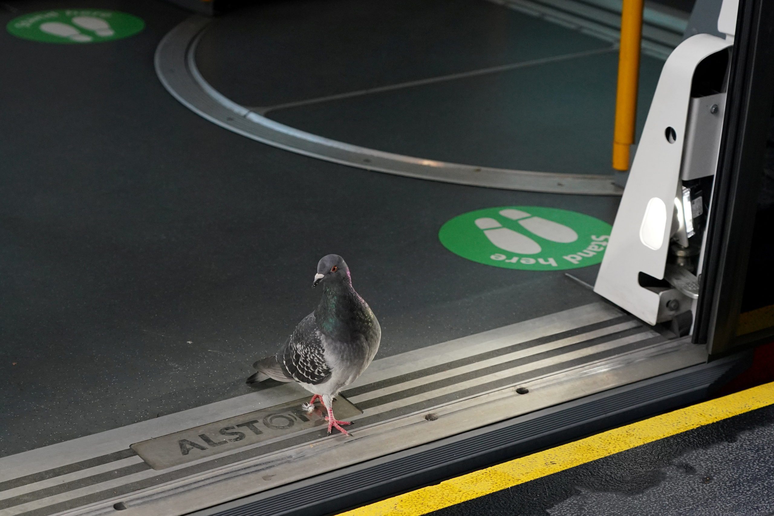 A pigeon walks past social distancing markers in an empty light rail car at Circular Quay during a lockdown to curb the spread of a coronavirus disease (COVID-19) outbreak in Sydney, Australia, July 1, 2021. REUTERS/Loren Elliott     