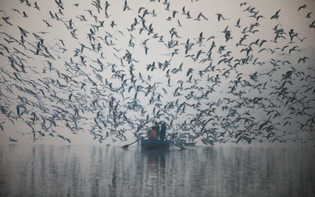 People feed seagulls from a boat at Yamuna river, on a smoggy morning in New Delhi