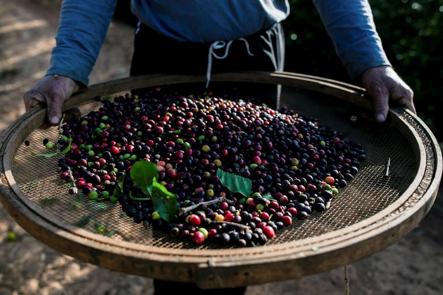 Brazil-coffee-farmers