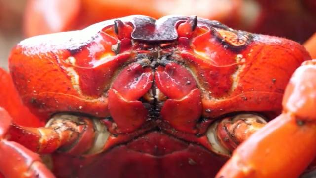 Roads turn scarlet as flame red crabs begin annual migration on Christmas Island