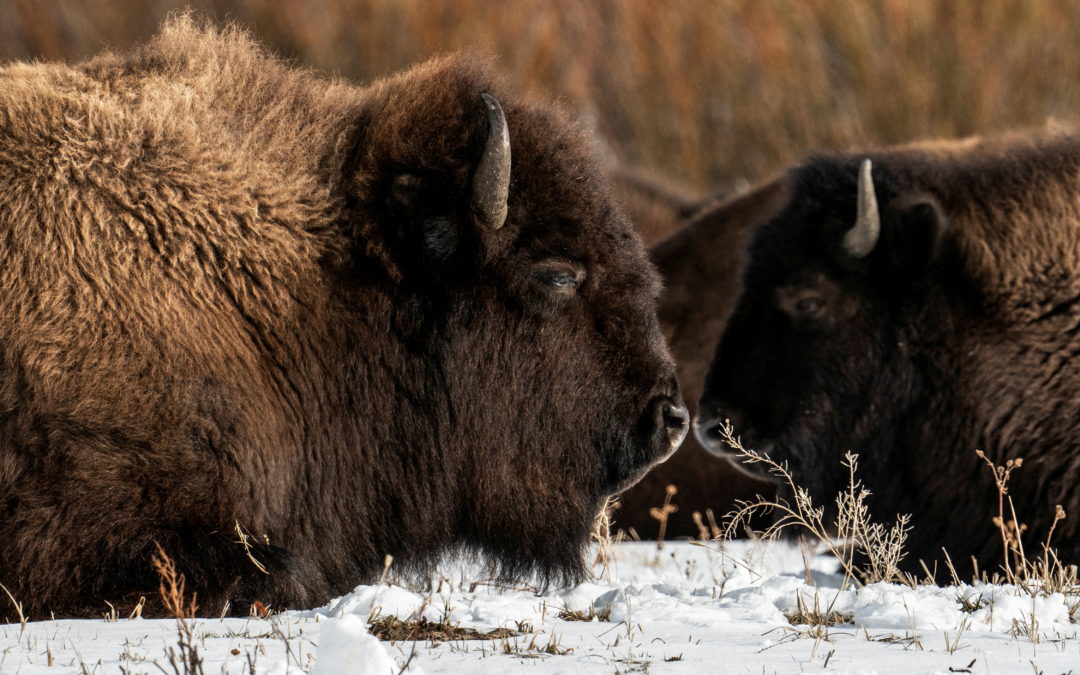 Animals walk in the snow in Yellowstone