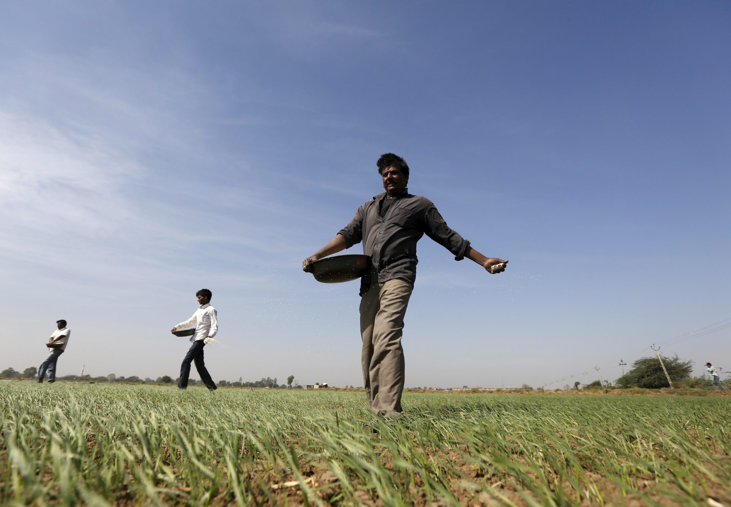 FILE PHOTO: Farmers sprinkle fertilizer on a wheat field on the outskirts of Ahmedabad, India, December 15, 2015. REUTERS/Amit Dave