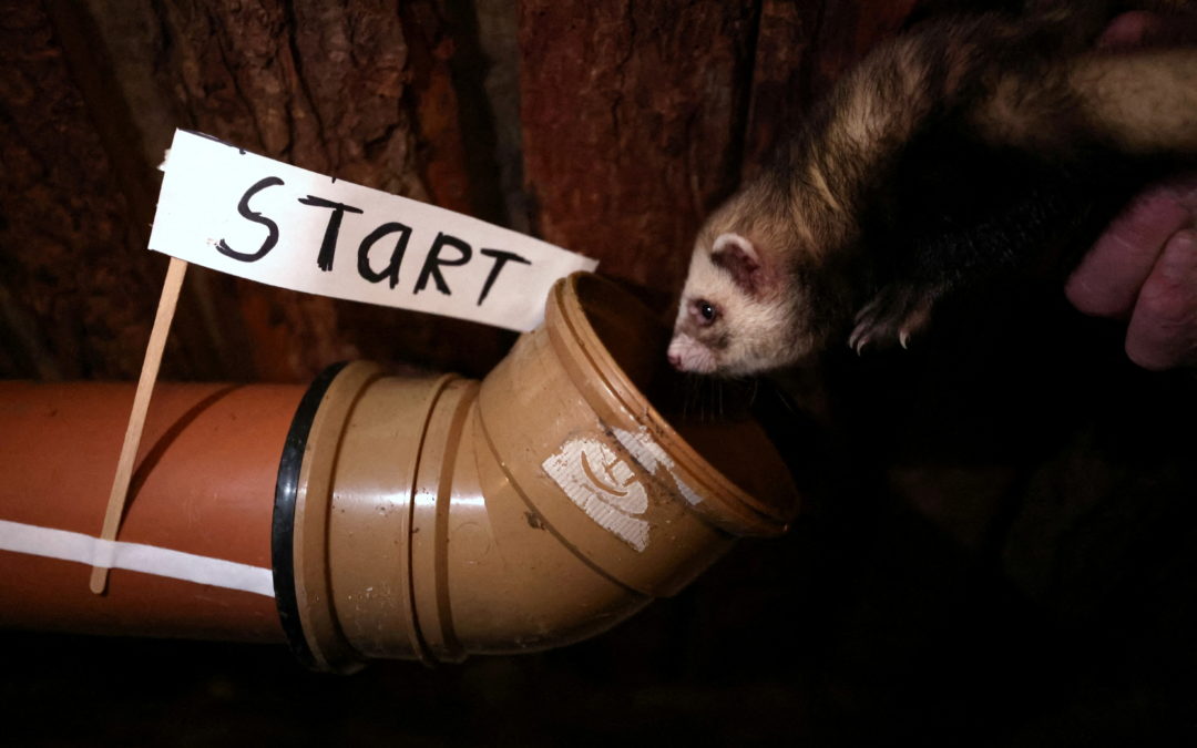 Ferret Racing Championship at the Craven Arms and Cruck Barn in Appletreewick