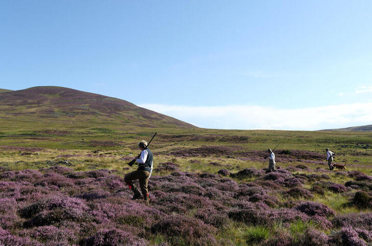 A shooting party hunts grouse on the Rottal Moor estate on the opening day of the grouse shooting season, amid the coronavirus disease (COVID-19) outbreak, in Kirriemuir, Scotland, Britain, August 12, 2020. REUTERS/Russell Cheyne