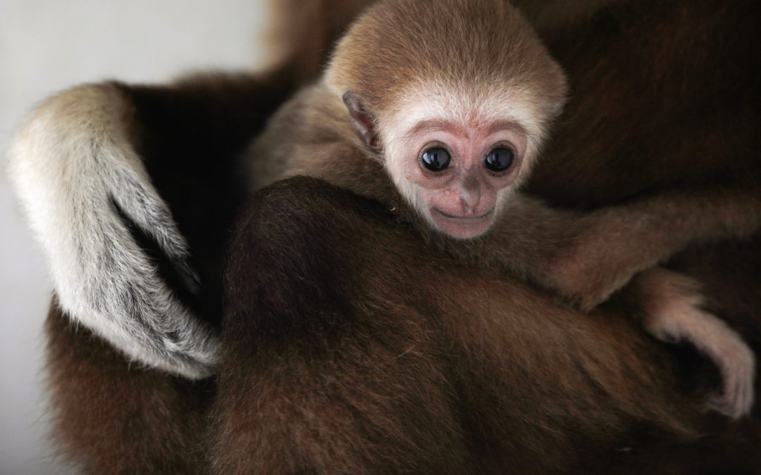 White-handed gibbon infant born at the Skopje Zoo is seen with his mother