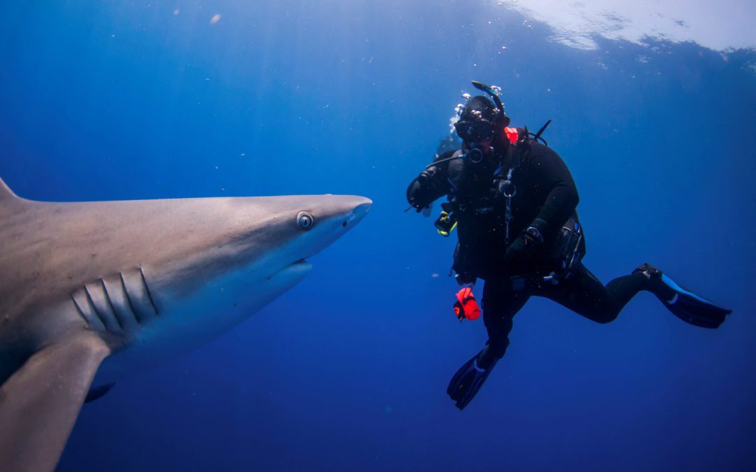 People take the plunge with a shark dive in Florida
