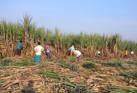 Reuters exclusively reports Indian sugar mills to close early as rain hits cane supply; sugar futures jump; shares fall