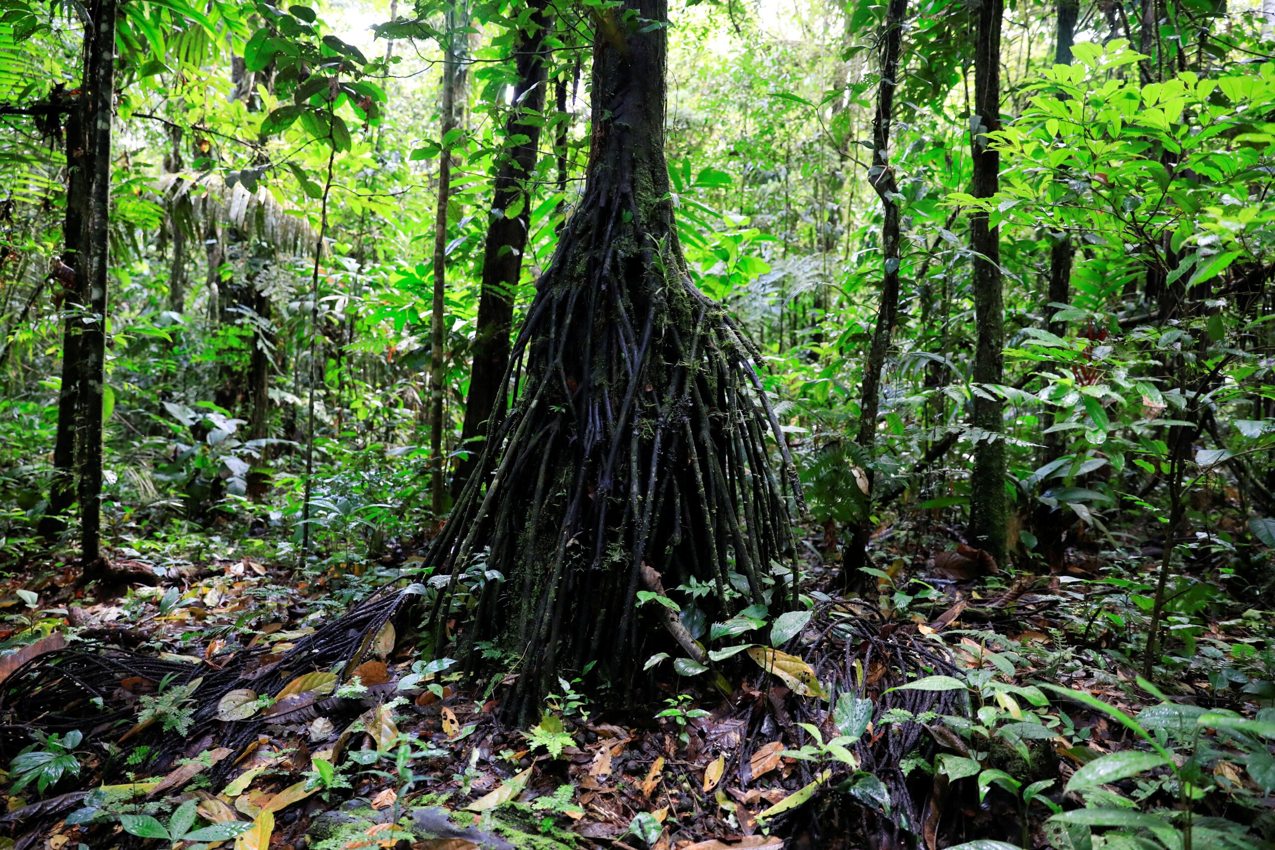 Ecuador examining new Amazon and Ocean linked debt-for-nature swaps