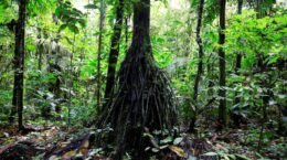 Ecuador examining new Amazon and Ocean linked debt-for-nature swaps